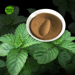 선초 신초 추출분말 1kg 농축 분말 가루 (백두대간이야기) : 백두대간 이야기