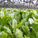 고씨곳간 제주 말차 파우더 G40+ 프리미엄라이트(녹차 가루) 1kg, 1개 : 고씨곳간