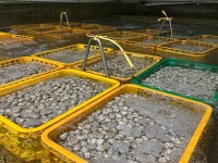 고창 동죽 물총조개 10KG 산지직송 : 바지락 부부