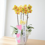 대구 호접란 서양란 배달 승진축하 전시회 집들이선물 : 대구꽃배달 제주농원