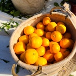 제주인제주 타이벡 감귤 고당도 서귀포 위미 효돈 남원 귤 가정용 선물용 산지직송 : 제로인제주