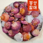 통영 홍가리비 2kg 제철 조개 가리비 구이 : 통영밥상