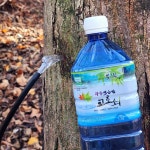 2026 광양 백운산 청정지역에서 채취한 고로쇠 첫물 냉동 고로쇠수액 1.5L 5병 : 라라네농장