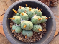 다육식물 코노피티움1211 : 뜰 가온