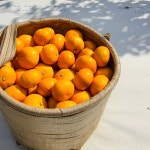 제주인제주 타이벡 감귤 고당도 서귀포 위미 효돈 남원 귤 가정용 선물용 산지직송 : 제로인제주