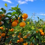 제주인제주 타이벡 감귤 고당도 서귀포 위미 효돈 남원 귤 가정용 선물용 산지직송 : 제로인제주