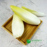앤다이브 1통(약140g) : 싱싱채소 그린팜