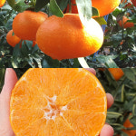 [형원농장] 제주 레드향 5kg (10~28과) : 어셈쇼핑