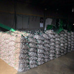 벌교 꼬막 제철 새꼬막 특대 1kg 세척꼬막 : 제대로농수산