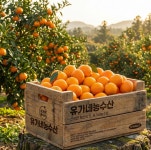 산지직송 제주도 고당도 천혜향 한라봉 귤 카라향 2kg 4.5kg : 킹스몰코리아