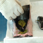 풍천민물장어 양식장 직판장 직거래 1kg 자포니카 국산 : 영희네.