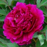 네덜란드 목단 블랙드래곤[1포트] : 주문진야생화