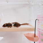 향이 좋은 피그미 다람쥐 백업 29cm 편백나무 원목 백업 햄스터 피그미 용품 : 도토라