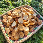 햇밤 공주 옥광 생율 대보 정안 국산 알밤 생밤 광양 황율 건율 밤쌀 말린밤 : 서기네농산물