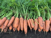 국내산 산지직송 제주 구좌 흙당근 햇당근 주스용 쥬스용 요리용 : 제주 태린농장