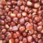 햇밤 공주 옥광 생율 대보 정안 국산 알밤 생밤 광양 황율 건율 밤쌀 말린밤 : 서기네농산물