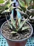 Agave utahensis var. eborispina / 아가베 우타헨시스 에보리스피나 : 아가베팩토리