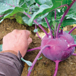 제주 글로리팜 못난이 제주 콜라비 5kg 10kg : 제주 글로리팜