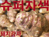 안동 슈퍼자색돼지감자1kg 9800 3kg, 1개 : 구가네농장요
