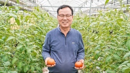 [봄춘농장] 완숙 찰 토마토 로얄 중 소 특 5kg : 안심농