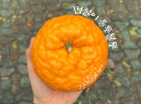 제주명품귤 신품종 고당도 윈터프린스 귤 환타맛 꽃귤 : 제주볼레섬농장