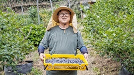 [고을농장] 국산 고을애 유기농 생과 냉동 블루베리 산지직송 신선한 건강간식 1kg : 안심농