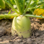 [형원농장] 경상도 산지직송 흙묻은 월동무 10kg(5-7개) : 어셈쇼핑