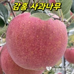 사과나무 감홍 M26이중접목묘 1년생 묘목 : 채움원예종묘