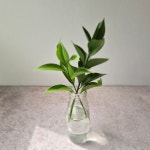 루스커스 생화배송  꽃 줄기 그린소재 꽃다발  화훼농가 살리기 수경재배 플랜테리어  인테리어 : 루네아르