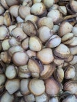 여수 손질 새조개 샤브샤브용 200g 500g : 태경수산유통