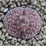 리톱스 씨앗 아우캠피에 LMP4 호프타운 10립 : 리톱시안