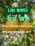 6시내고향레몬 나는농부다레몬 장성레몬 GAP인증 2kg 3kg 5kg 전남 장성군 농장직배송 국산레몬 : 알맹이 농원
