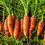 제주 구좌 당근 국내산 흙당근 햇 주스용 3kg 5kg 10kg : 별숲농장