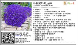 바위꽃다지 블루 씨앗 30립 소포장 꽃잔디 대체 지피식물 : 모야모가든센터