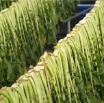 2026년 부드러운 양구 햇 시래기 1kg 재배농장 직접판매 : 배꼽농장