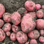 제주 유기농 홍감자 : 유기촌