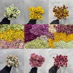 (중매인1호) 소국 국화 생화 : 영남화훼농협 중매인1호