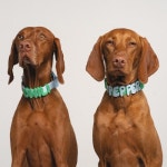 springland 스프링랜드 도그참 레터링 방수 목줄커스텀이름표 구 스프링어 : 오마이독