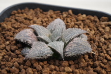 하월시아 수퍼갤럭시 × 바비 교배종 Haworthia Super Galaxy × bobii hyb. : 다육농장 멕시코