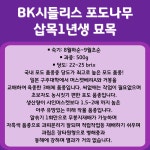 BK시들리스 삽목1년생 포도나무 묘목 서울농원 : 서울 농원