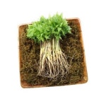 VDG 유황 새싹삼 소 20cm내외 50뿌리 인삼 : 보름달식자재