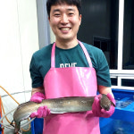 풍천민물장어 양식장 직판장 직거래 1kg 자포니카 국산 : 영희네.