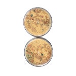 빙어덕이 빙어요정 칼라덕이 / 최고급 빙어미끼 / 깔끔한 포장 / 덕이네농장 : 아웃도어피싱