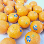 수입 감귤 고당도 만다린 미국 귤 2kg 4kg : 더리얼파머스