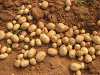 햇 감자 5kg 특 : 상주이장님농장