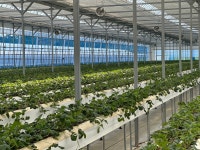 산지직송 딸기 설향 프리미엄 생딸기 700g : 정미네마켓