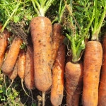 [판매완료] 2026년 햇 구좌당근 20kg, 10kg 박스 포장 1월까지 주문 받아요. 대복이네 당근농장 : 대복이네