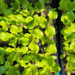 상추 모종 모둠 3개 텃밭 주말농장 베란다 쌈채소 샐러드 : 죽산육묘장