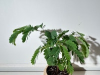 타마린드 : 소요온더테이블