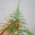 풀밭 아스파라거스 나누스 달항아리 키우기쉬운식물 인테리어 집들이 화분 선물 : poolbatt